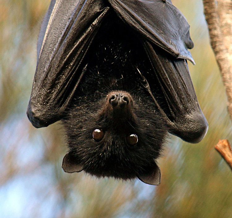 Black flying fox Black flyingfox Pteropus alecto Department of Environment and