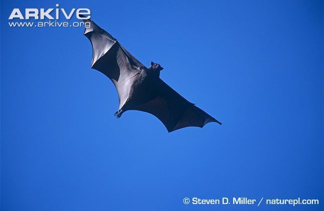 Black flying fox Black flying fox videos photos and facts Pteropus alecto ARKive