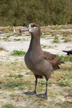 Black-footed albatross httpsuploadwikimediaorgwikipediacommonsthu