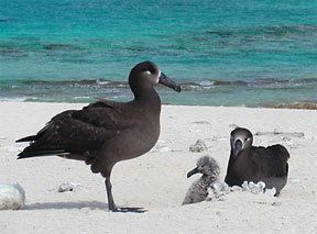Black-footed albatross COASST Features Blackfooted Albatross