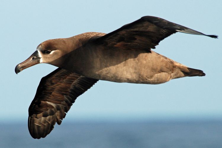 Black-footed albatross Blackfooted albatross New Zealand Birds Online