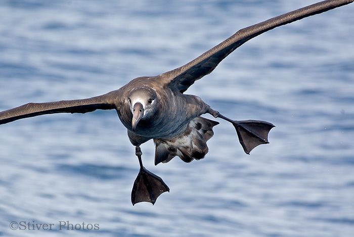 Black-footed albatross Blackfooted Albatross Phoebastria nigripes Oregon Pelagic