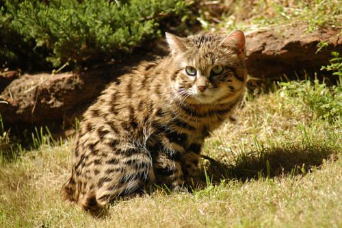 Black-footed cat Black Footed Cat Facts Big Cat Rescue
