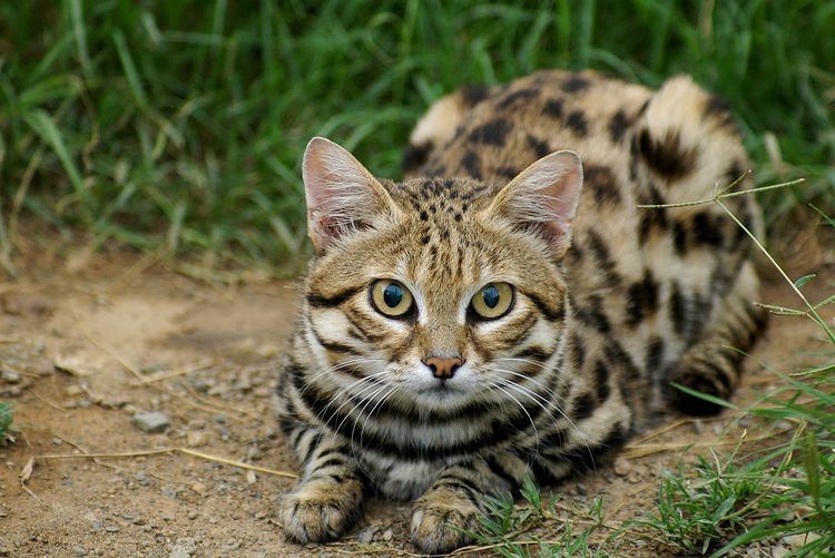 Black-footed cat BlackFooted Cat