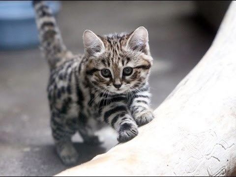 Black-footed cat Black footed cat YouTube