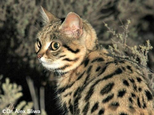 Black-footed cat Blackfooted Cat International Society for Endangered Cats ISEC