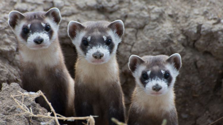 Black-footed ferret Recovery Hope for BlackFooted Ferrets One of Our Most Endangered