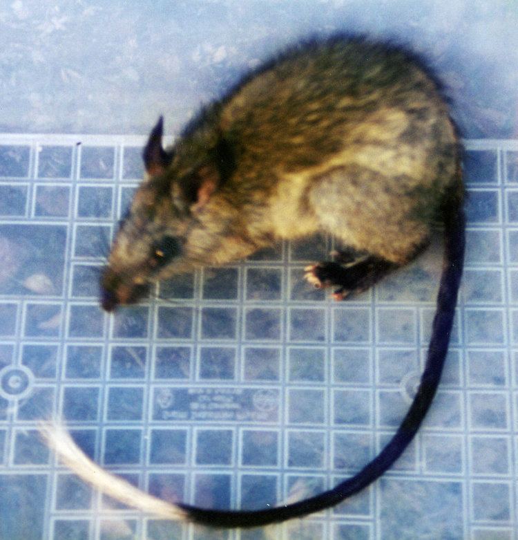 Black-footed tree-rat Blackfooted Treerat Mesembriomys gouldii Owen65 Flickr