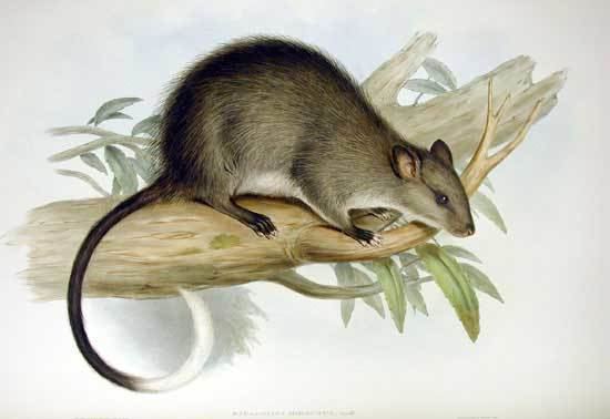 Black-footed tree-rat Blackfooted treerat Wikipedia