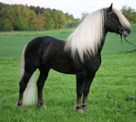 Black Forest Horse - Alchetron, The Free Social Encyclopedia