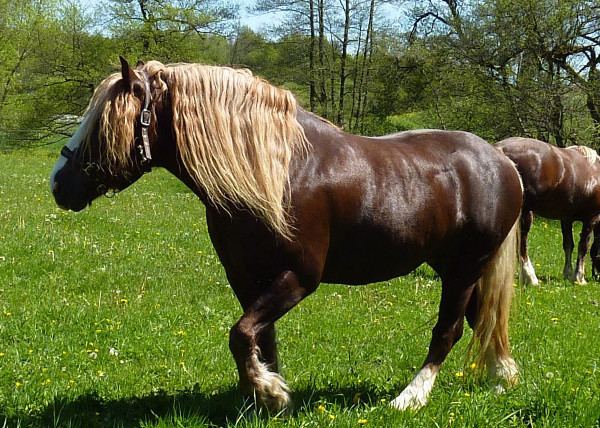 Black Forest Horse 10 strange and beautiful horse breeds Beautiful Nature and Black