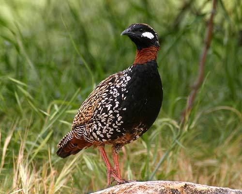 Black francolin Surfbirds Online Photo Gallery Search Results