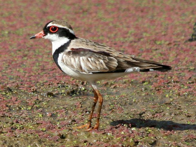 Black-fronted dotterel Blackfronted Dotterel Braided River aid