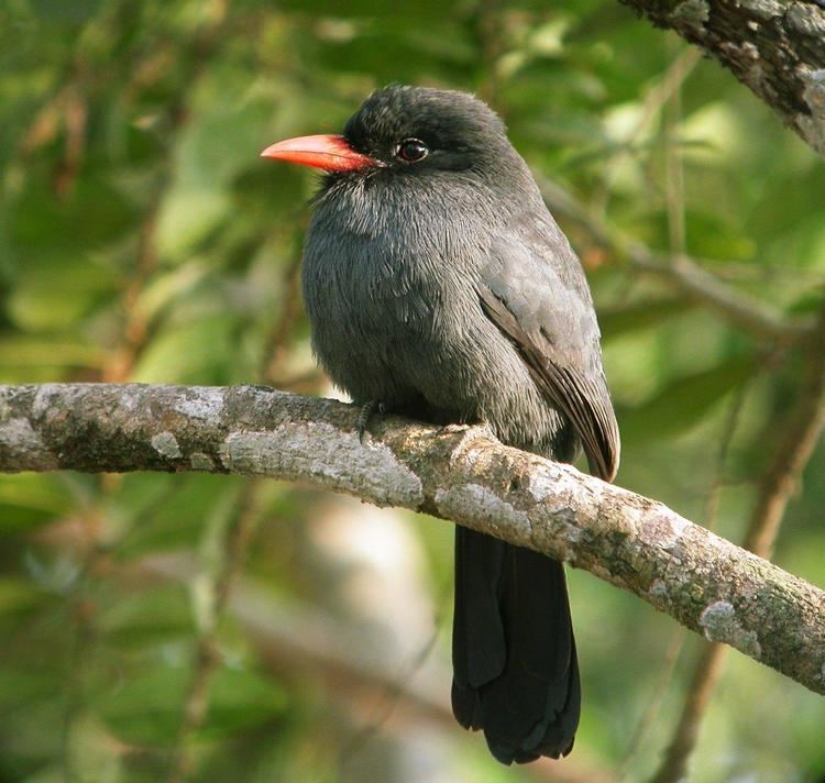 Black-fronted nunbird Blackfronted Nunbird Monasa nigrifrons Bird on a brach the