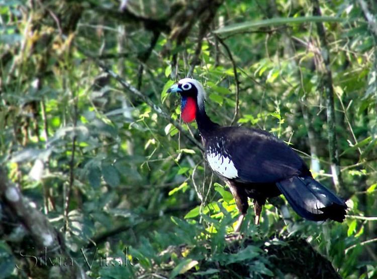 Black-fronted piping guan Blackfronted Piping Guan Pipile jacutinga Google Search Birds