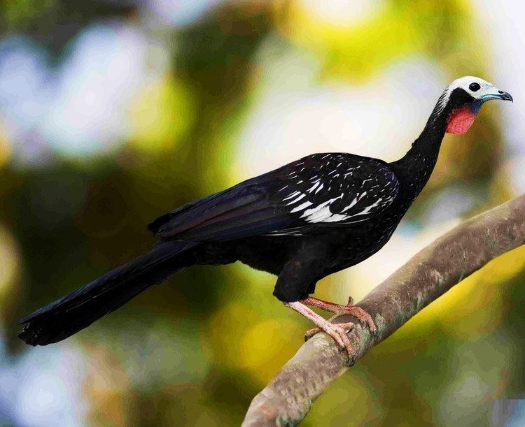 Black-fronted piping guan Birds of the World Blackfronted pipingguan