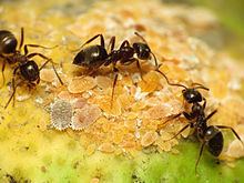 Black garden ant Black garden ant Wikipedia