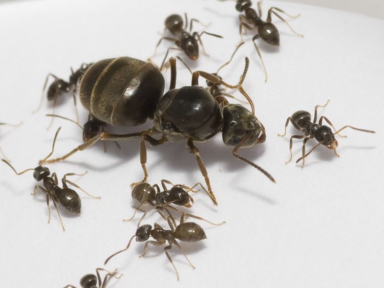 Black Garden Ant - Alchetron The Free Social Encyclopedia