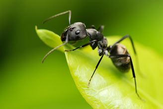 Black garden ant Comet Pest Control Black Garden Ant