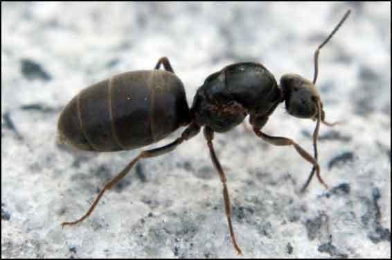 Black Garden Ant - Alchetron The Free Social Encyclopedia