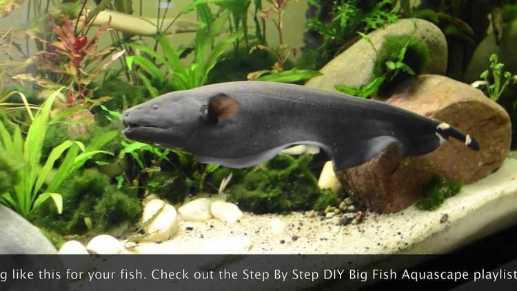 Black ghost knifefish Big Black Ghost Knife Fish Exploring new home YouTube