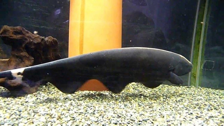 Black ghost knifefish Black Ghost Knife Fish 2 30cm YouTube
