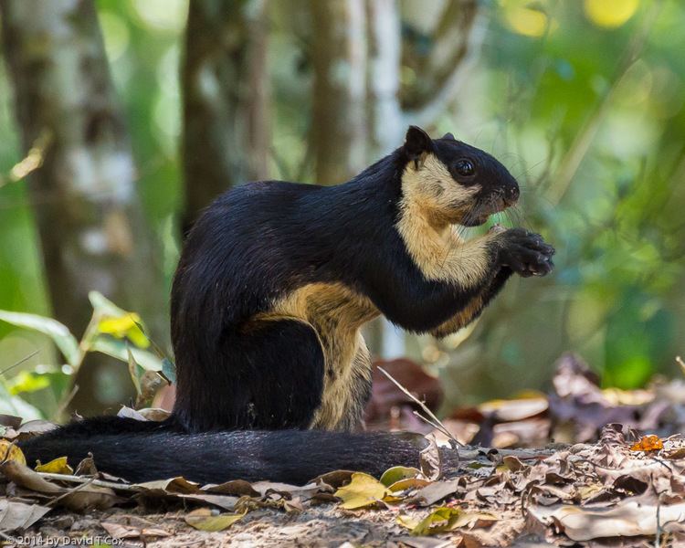 Black giant squirrel Suzy39s Animals of the World Blog THE BLACK GIANT SQUIRRELS