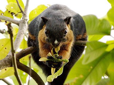 Black giant squirrel Black Giant Squirrel Ratufa bicolor