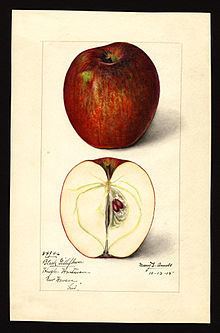Black Gilliflower (apple) httpsuploadwikimediaorgwikipediacommonsthu