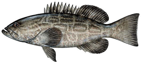 Black Grouper Alchetron The Free Social Encyclopedia