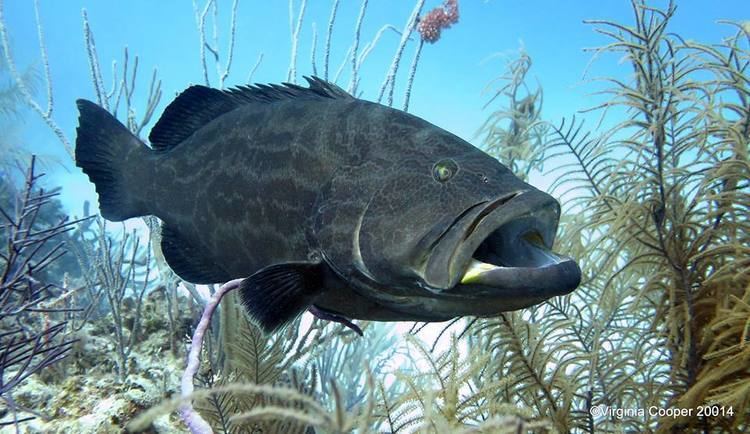Black grouper BAHAMAS REEF FISH 22 BLACK GROUPER ROLLING HARBOUR ABACO