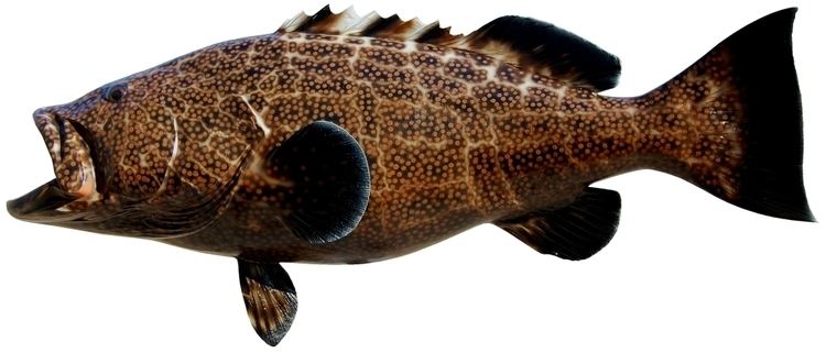 Black grouper Black Grouper Mounts by King Sailfish Mounts