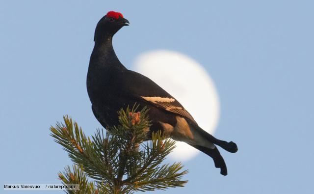 Black grouse BBC Nature Black grouse videos news and facts