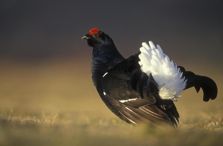 Black grouse Wild Scotland wildlife and adventure tourism Birds Inland Birds