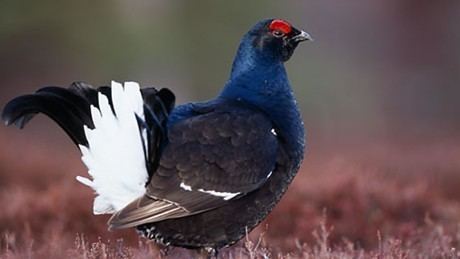Black grouse The RSPB News Wales leads the way to black grouse success