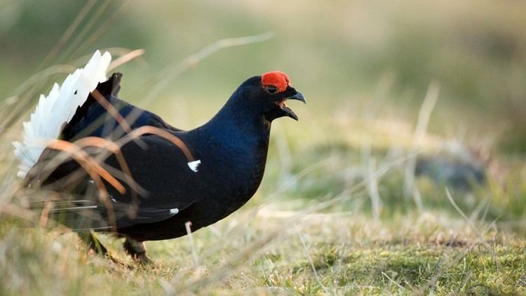 Black grouse The RSPB Other ways to help Black Grouse whisky