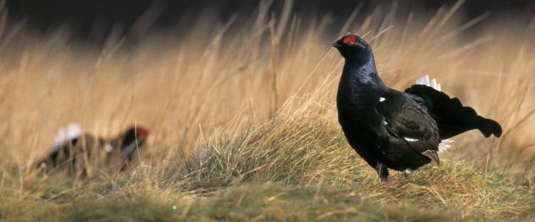 Black grouse The RSPB Black grouse