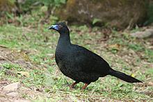 Black guan httpsuploadwikimediaorgwikipediacommonsthu