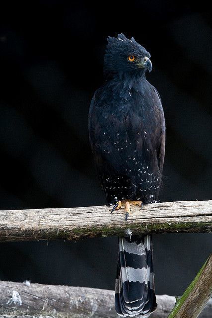 Black hawk-eagle Black Hawk Eagle Birds Pinterest Spirit animal Argentina and Peru