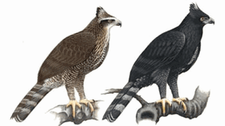 Black hawk-eagle Black HawkEagle Spizaetus tyrannus Planet of Birds
