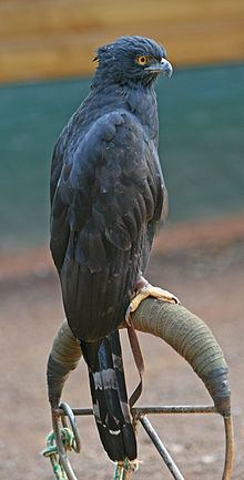Black hawk-eagle httpsuploadwikimediaorgwikipediacommonsthu