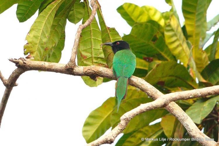 Black-headed bee-eater Blackheaded Beeeater Merops breweri videos photos and sound
