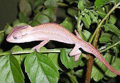 Black-headed dwarf chameleon httpsuploadwikimediaorgwikipediacommonsthu