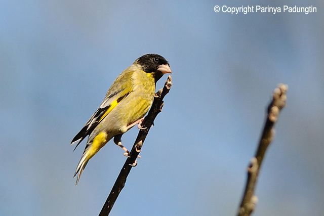 Black-headed greenfinch orientalbirdimagesorgimagesdatablackheadedgre