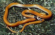 Black-headed ground snake httpsuploadwikimediaorgwikipediacommonsthu