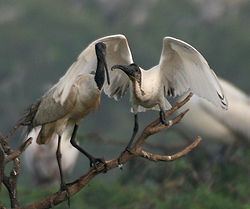 Black-headed ibis httpsuploadwikimediaorgwikipediacommonsthu