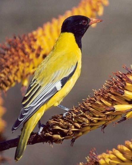 Black-headed oriole wwwbirdforumnetopusimagesthumbeecAfricanB