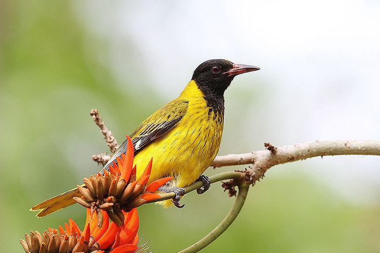 Black-headed oriole Blackheaded Oriole Bird amp Wildlife Photography by Richard and