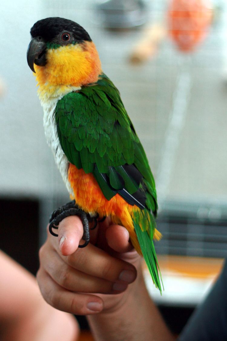 Black-headed parrot httpsuploadwikimediaorgwikipediacommons55