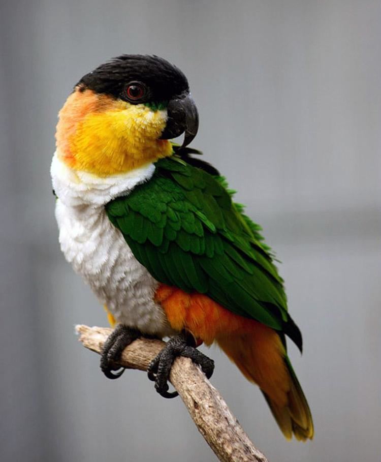 Black-headed parrot 1000 images about Black headed parrot on Pinterest A well Love
